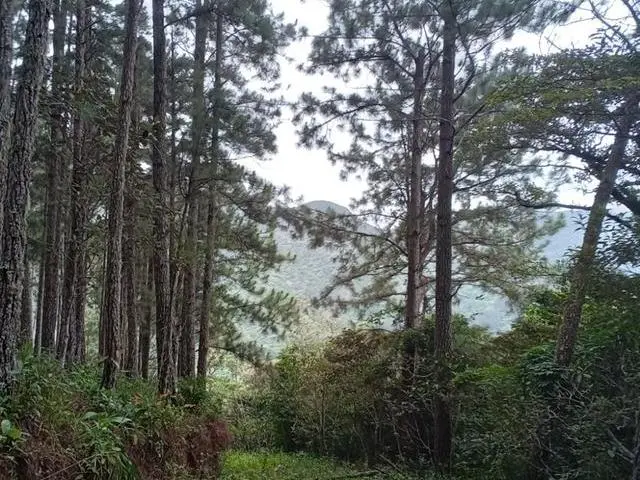 Lote De 22 Hectáreas En Altos Del Maria - Photo 16