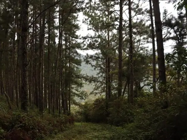 Lote De 22 Hectáreas En Altos Del Maria - Photo 15