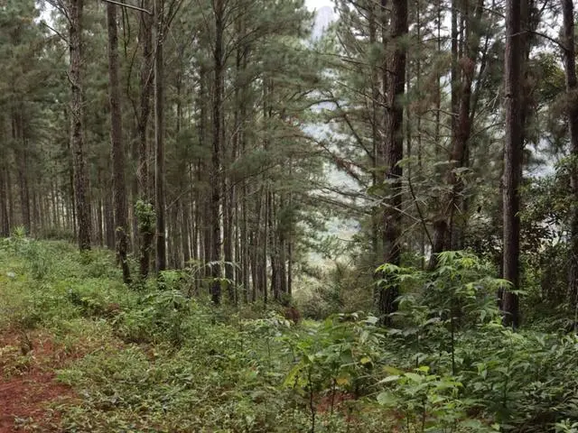 Lote De 22 Hectáreas En Altos Del Maria - Photo 12