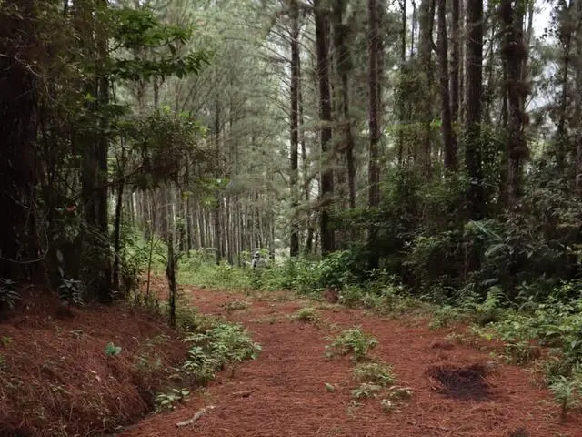 Lote De 22 Hectáreas En Altos Del Maria - Photo 11