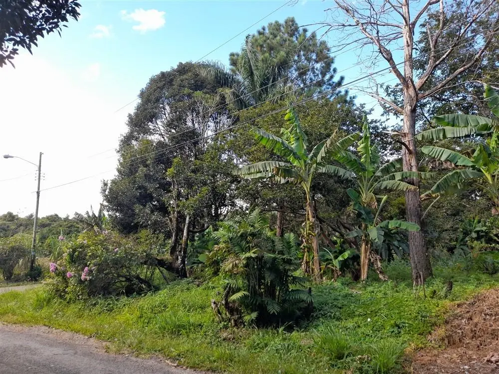 Palmira Centro - Photo 10