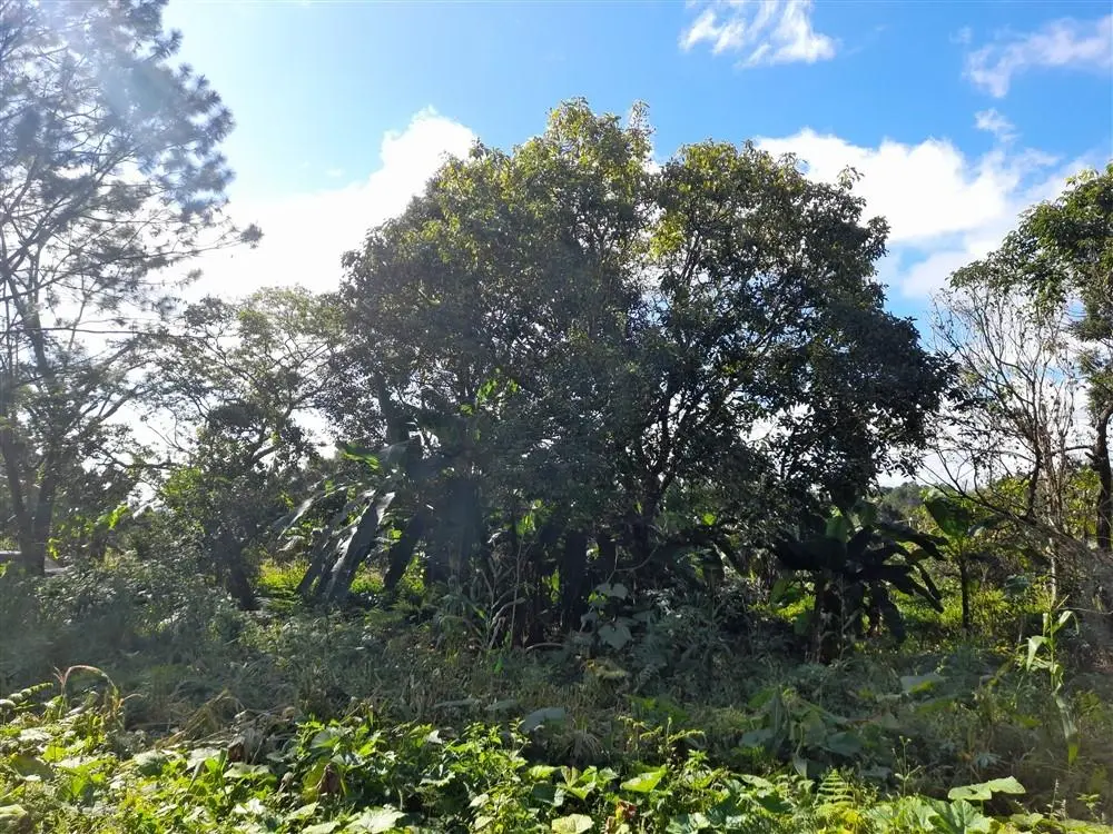 Palmira Centro - Photo 24