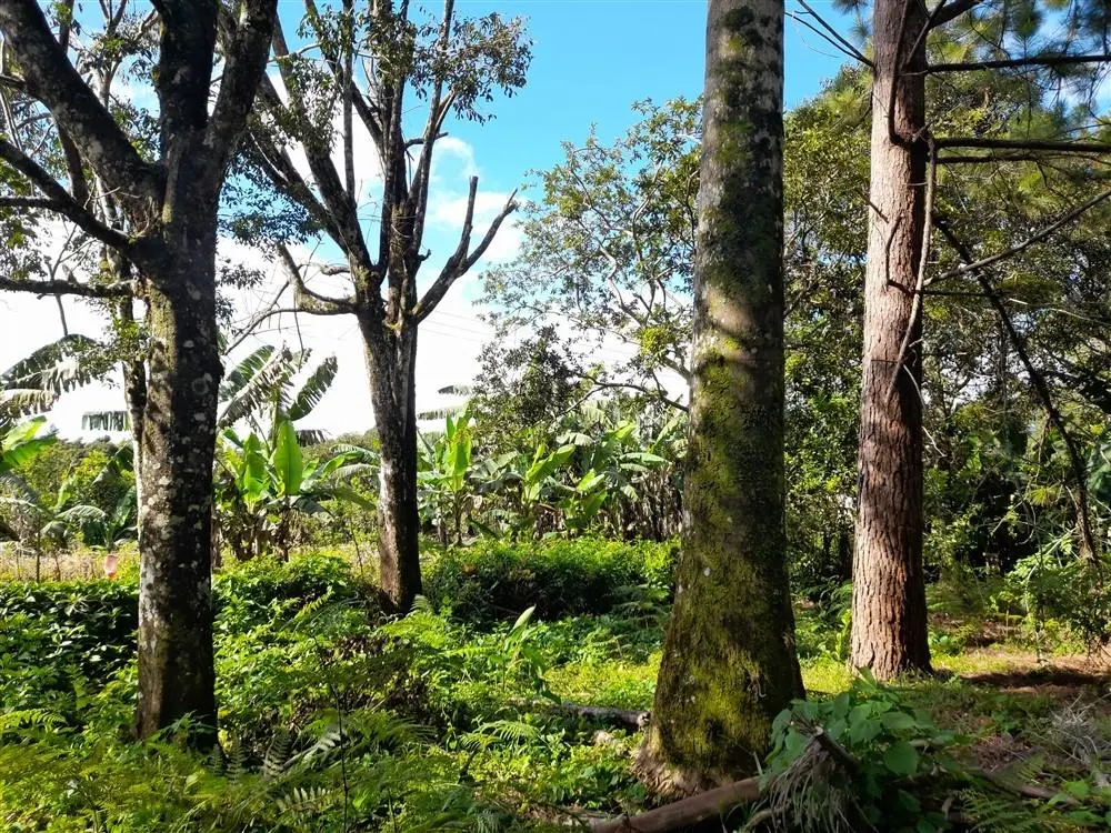 Palmira Centro - Photo 5