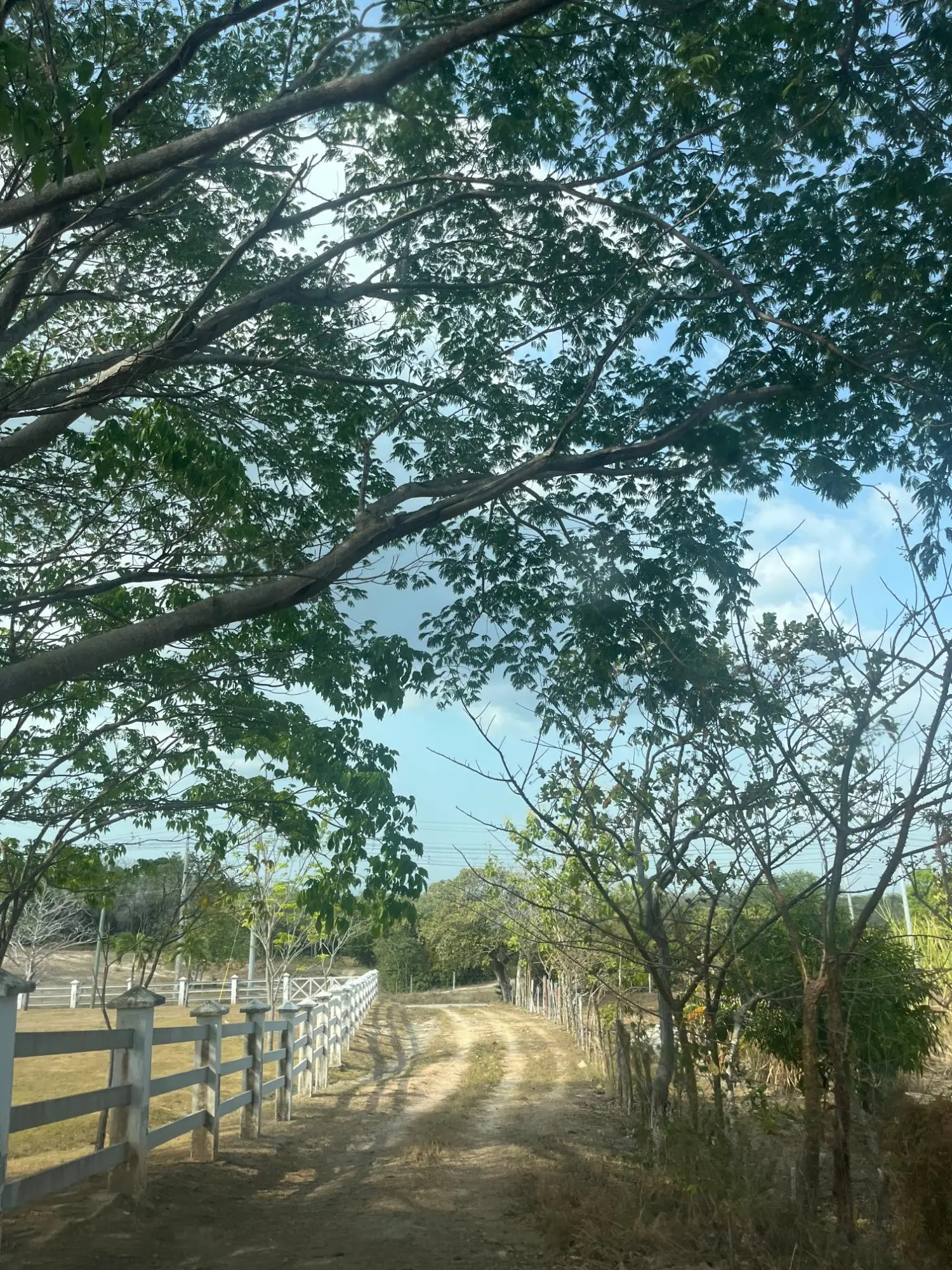 El Higo De San Carlos - Photo 31