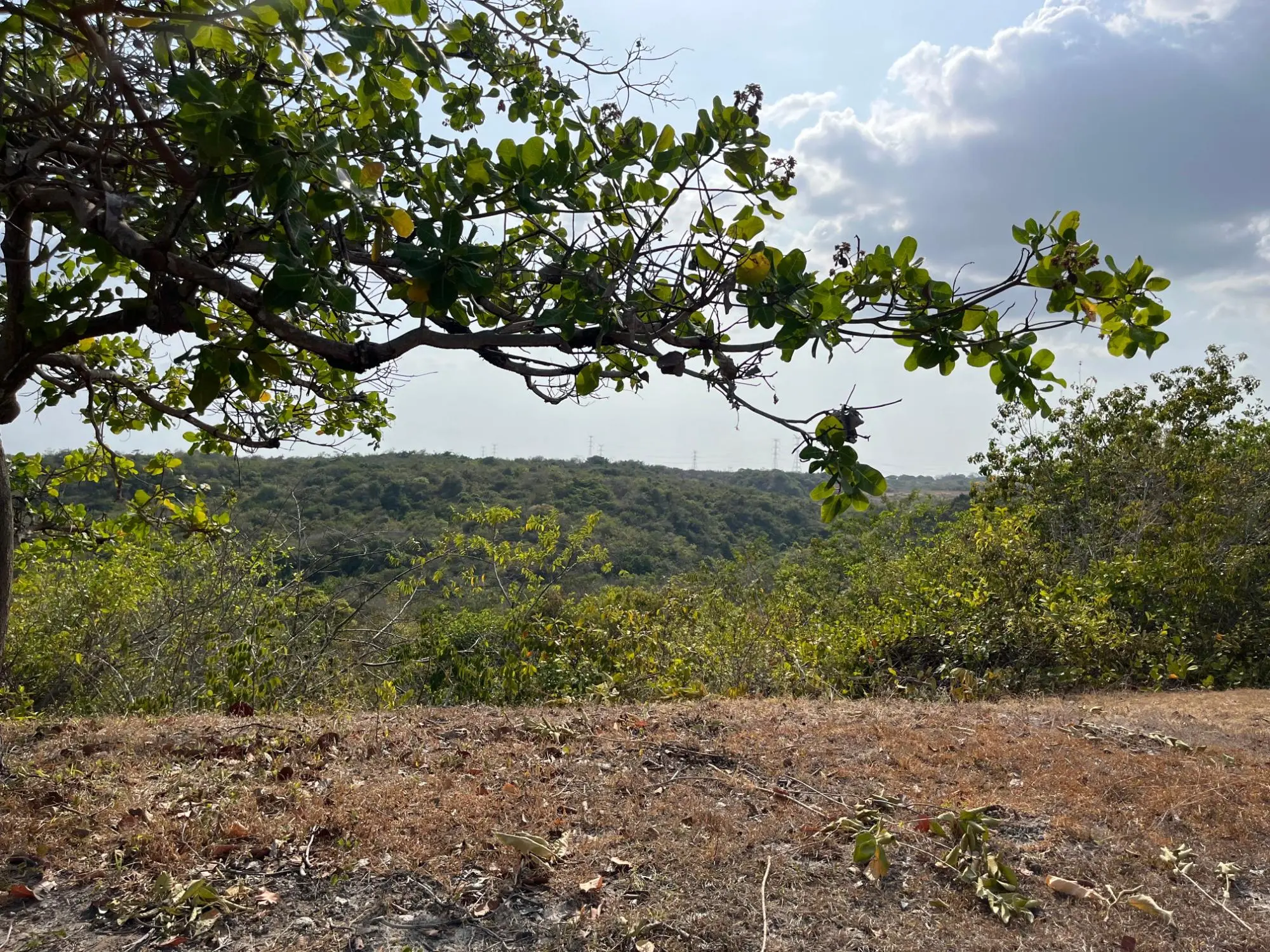 El Higo De San Carlos - Photo 42