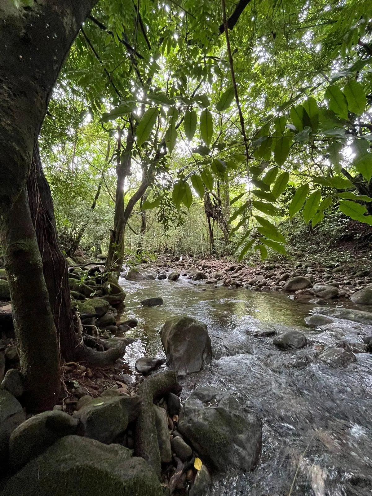 0 Chiriquí, Boquete, Caldera, Lote De 5,436 M2 - Photo 65