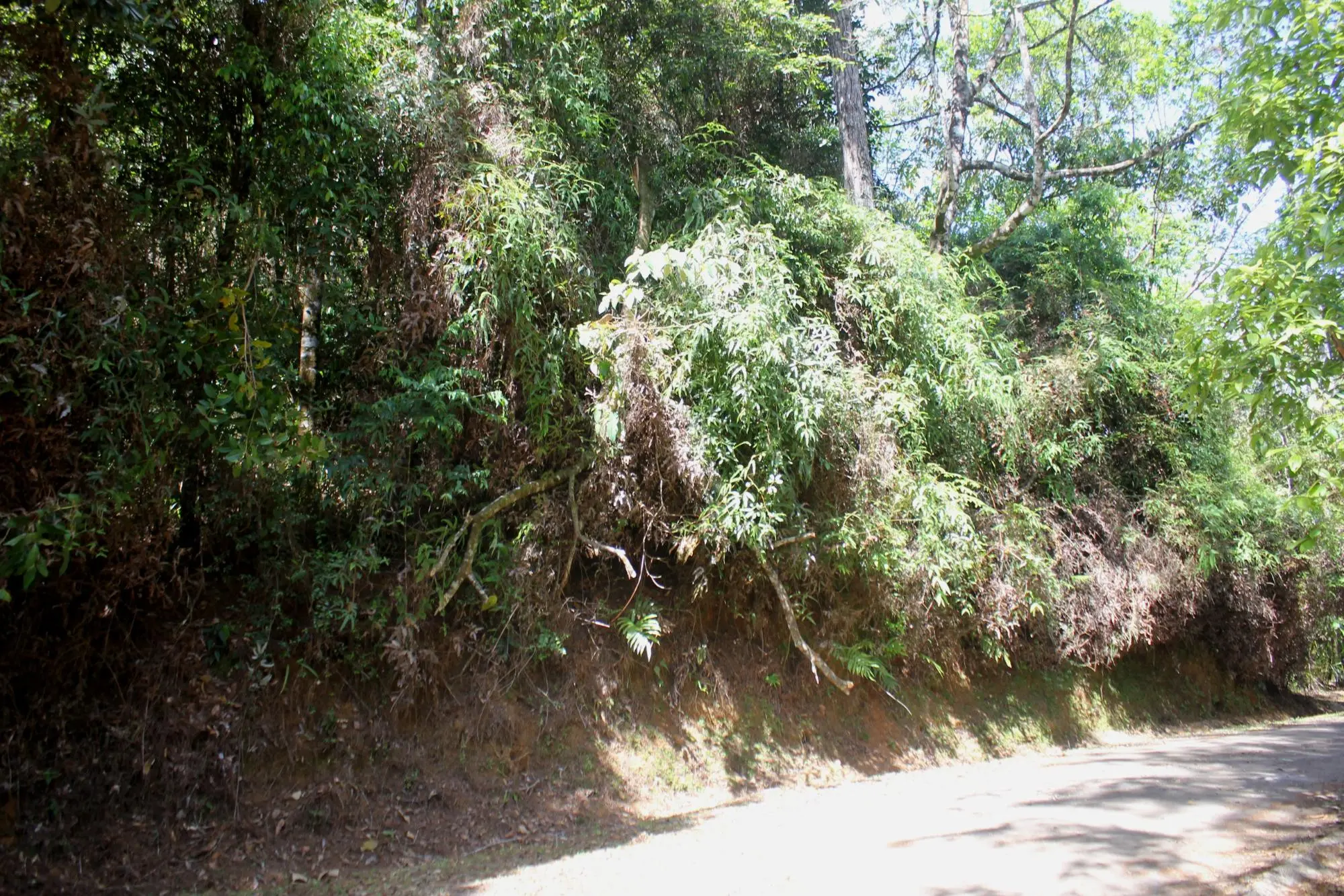 Cerro Azul #terreno - Photo 6