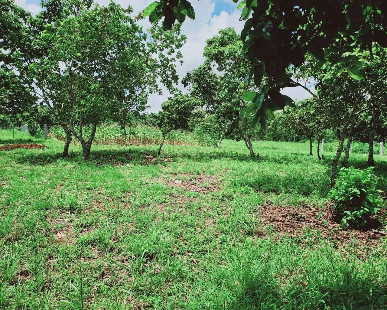 Potrero Grande, Chorrera - Photo 19