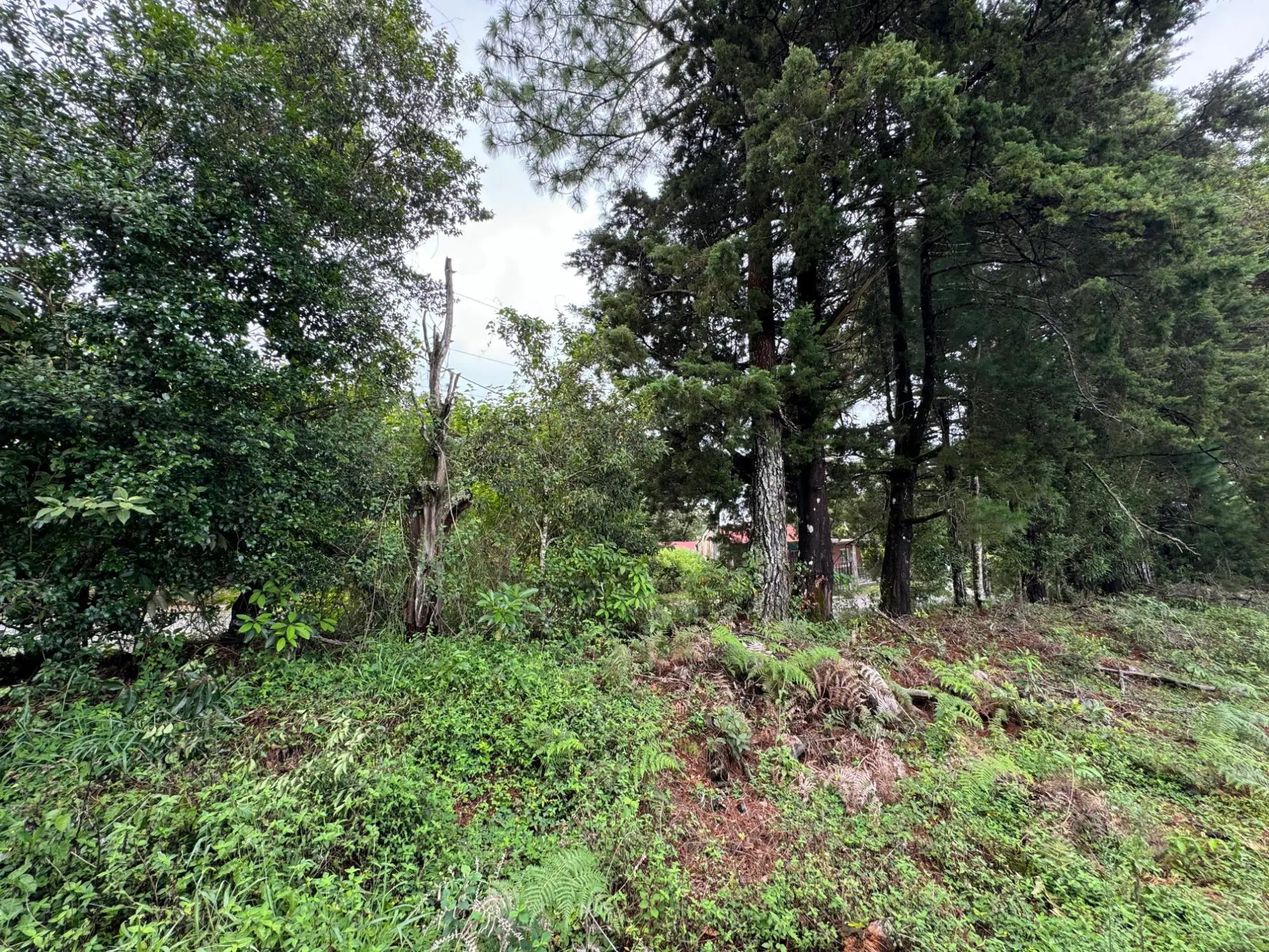 Jaramillo, Boquete - Photo 33