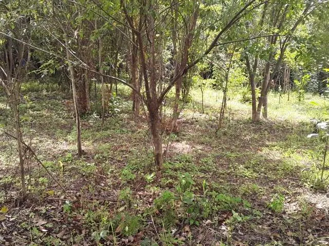 Copecito, El Espino, San Carlos, Panama Oeste, Finca/farm - Photo 41