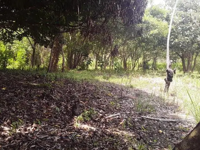 Copecito, El Espino, San Carlos, Panama Oeste, Finca/farm - Photo 33