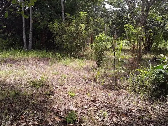 Copecito, El Espino, San Carlos, Panama Oeste, Finca/farm - Photo 46