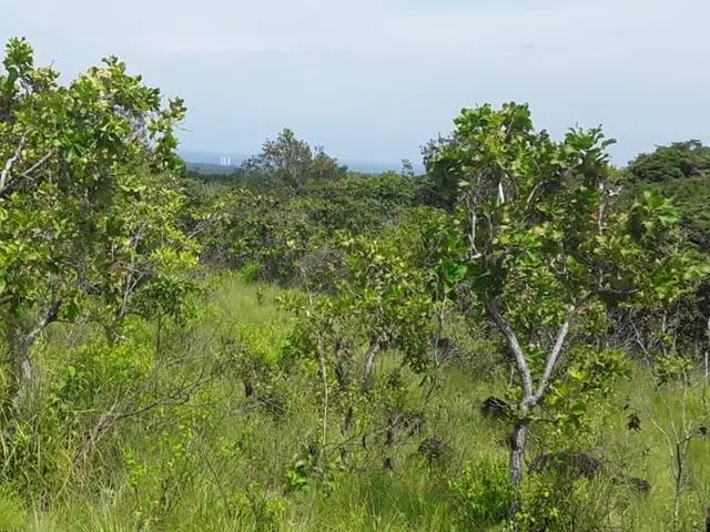 Copecito, El Espino, San Carlos, Panama Oeste, Finca/farm - Photo 51