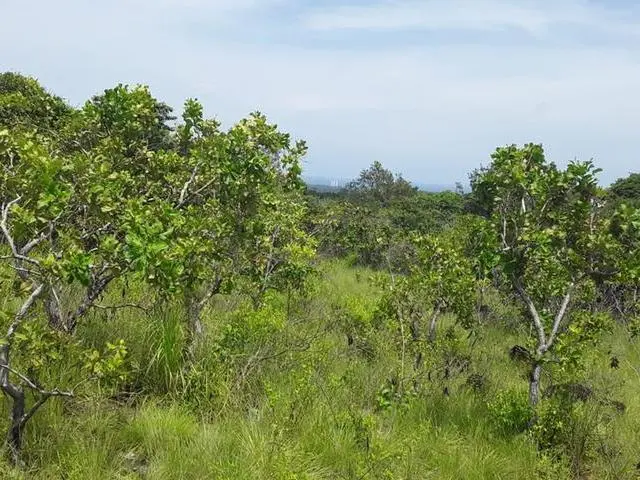 Copecito, El Espino, San Carlos, Panama Oeste, Finca/farm - Photo 16