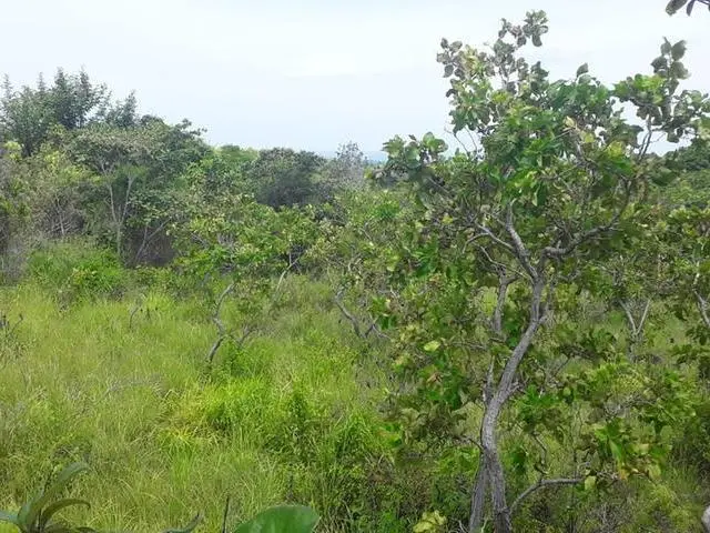 Copecito, El Espino, San Carlos, Panama Oeste, Finca/farm - Photo 43