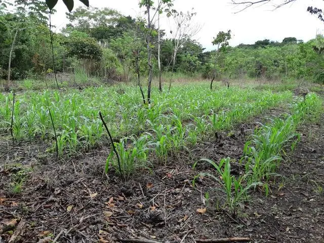 Copecito, El Espino, San Carlos, Panama Oeste, Finca/farm - Photo 12