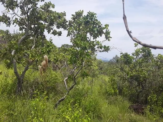 Copecito, El Espino, San Carlos, Panama Oeste, Finca/farm - Photo 34