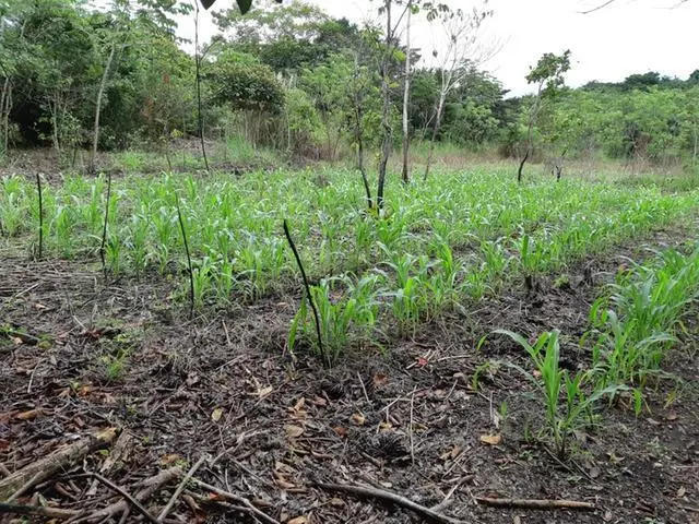 Copecito, El Espino, San Carlos, Panama Oeste, Finca/farm - Photo 25
