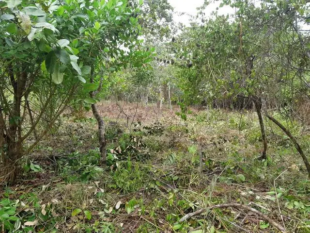 Copecito, El Espino, San Carlos, Panama Oeste, Finca/farm - Photo 28