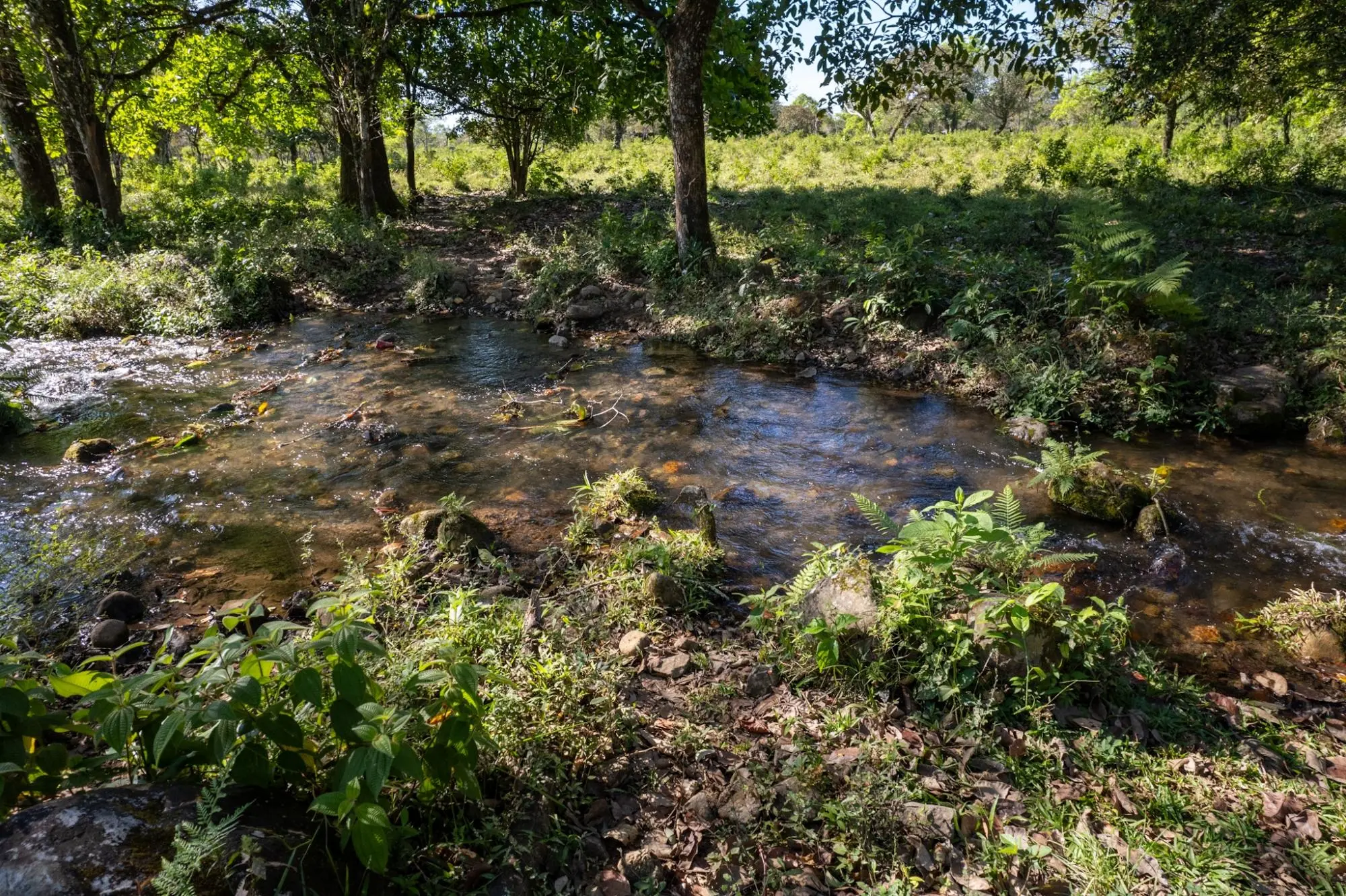 Rovira Abajo Potrerillos - Photo 12