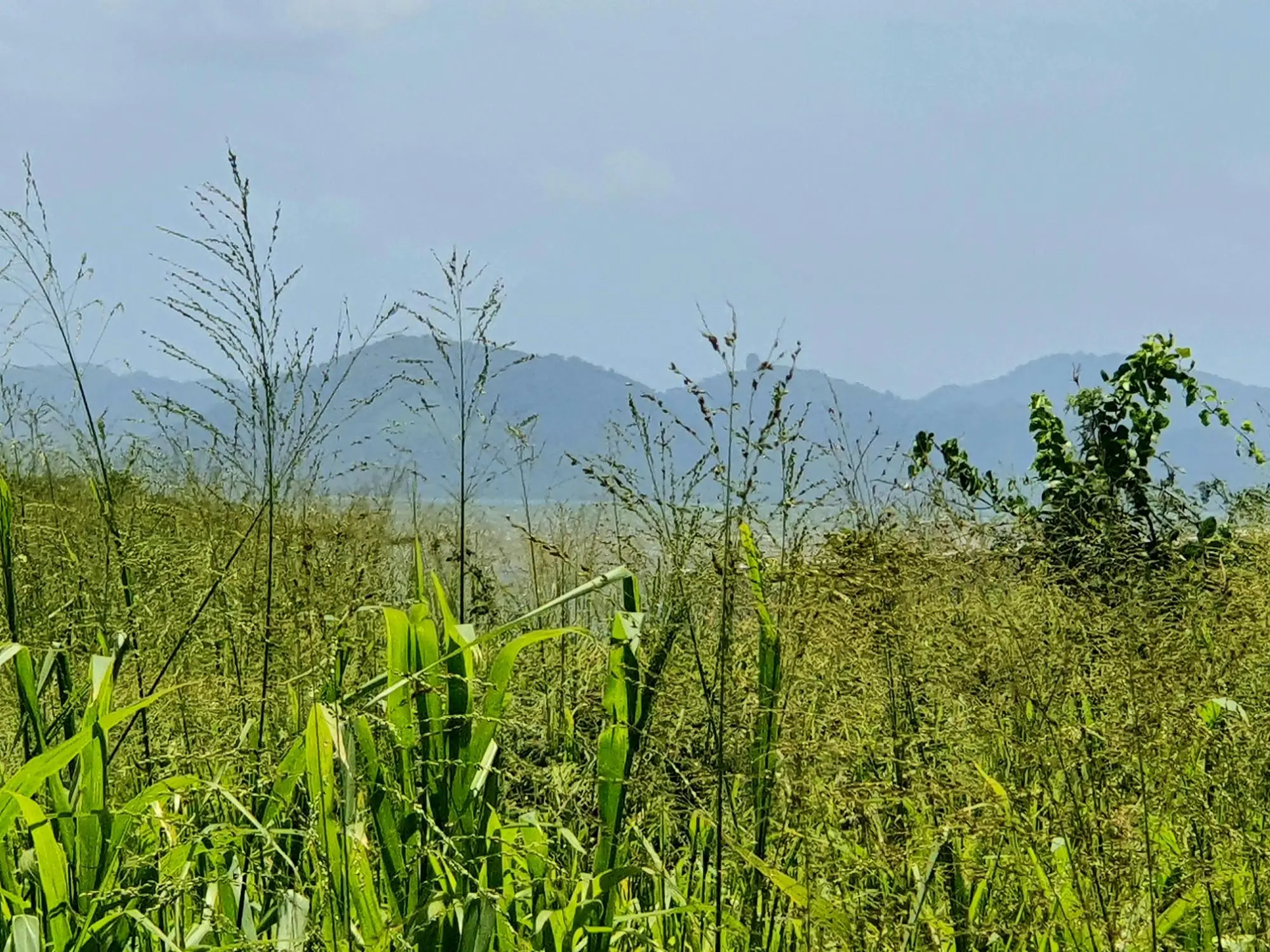 La Claridad, Punta Chame - Photo 16