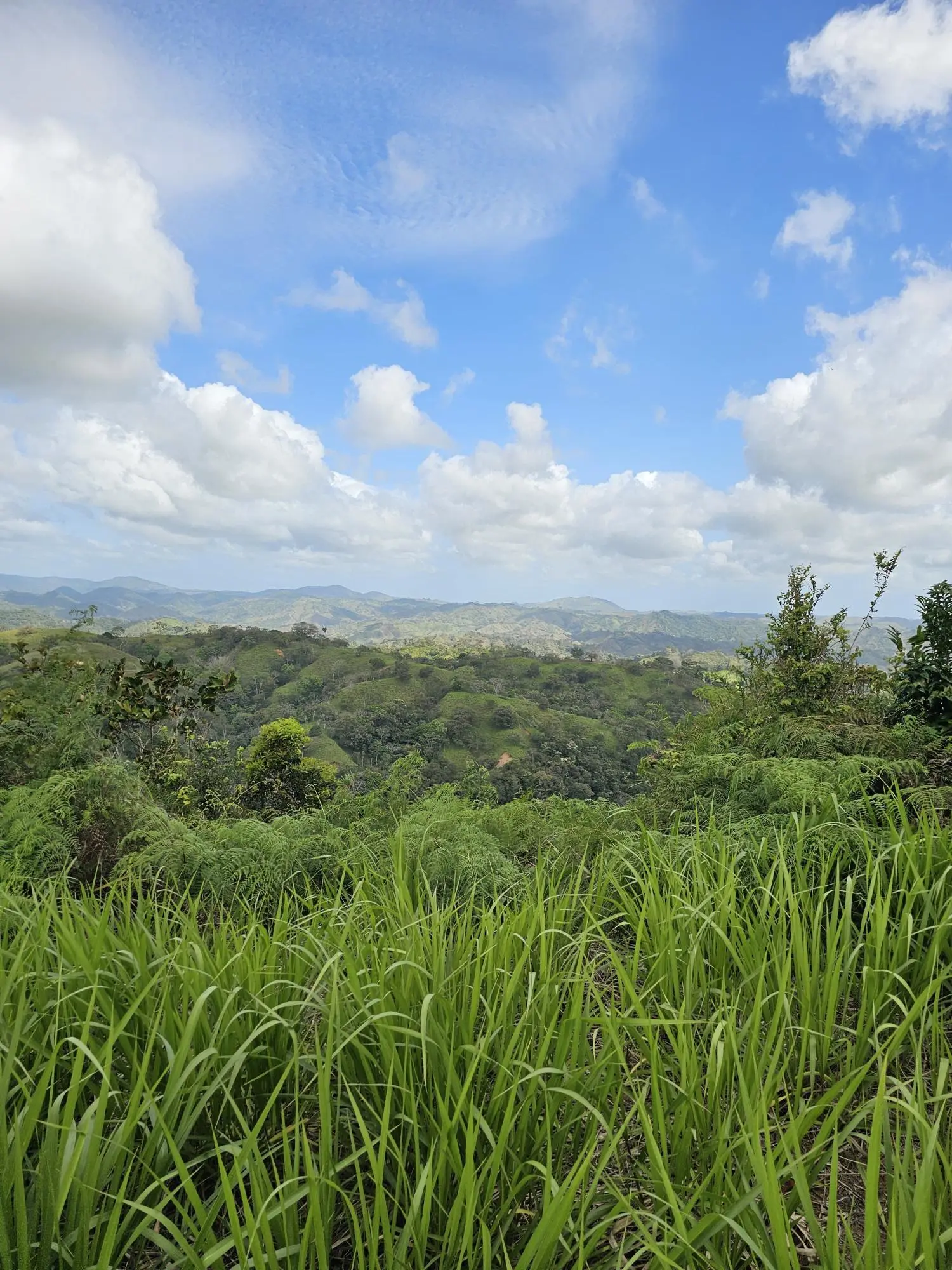 Calle Los Santos, Las Tablas, Nuario - Photo 12