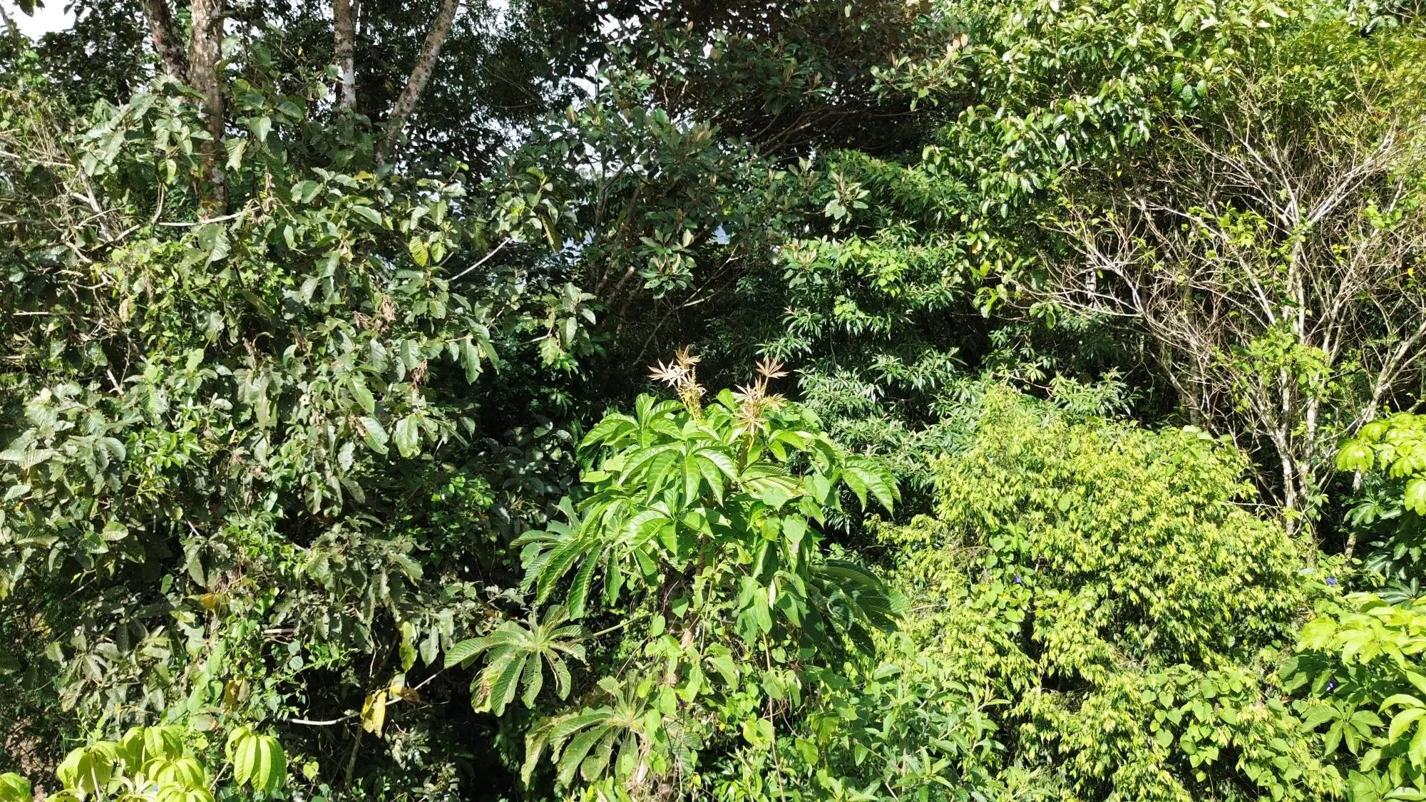 Potrerillos, Dolega, Chiriqui - Photo 121