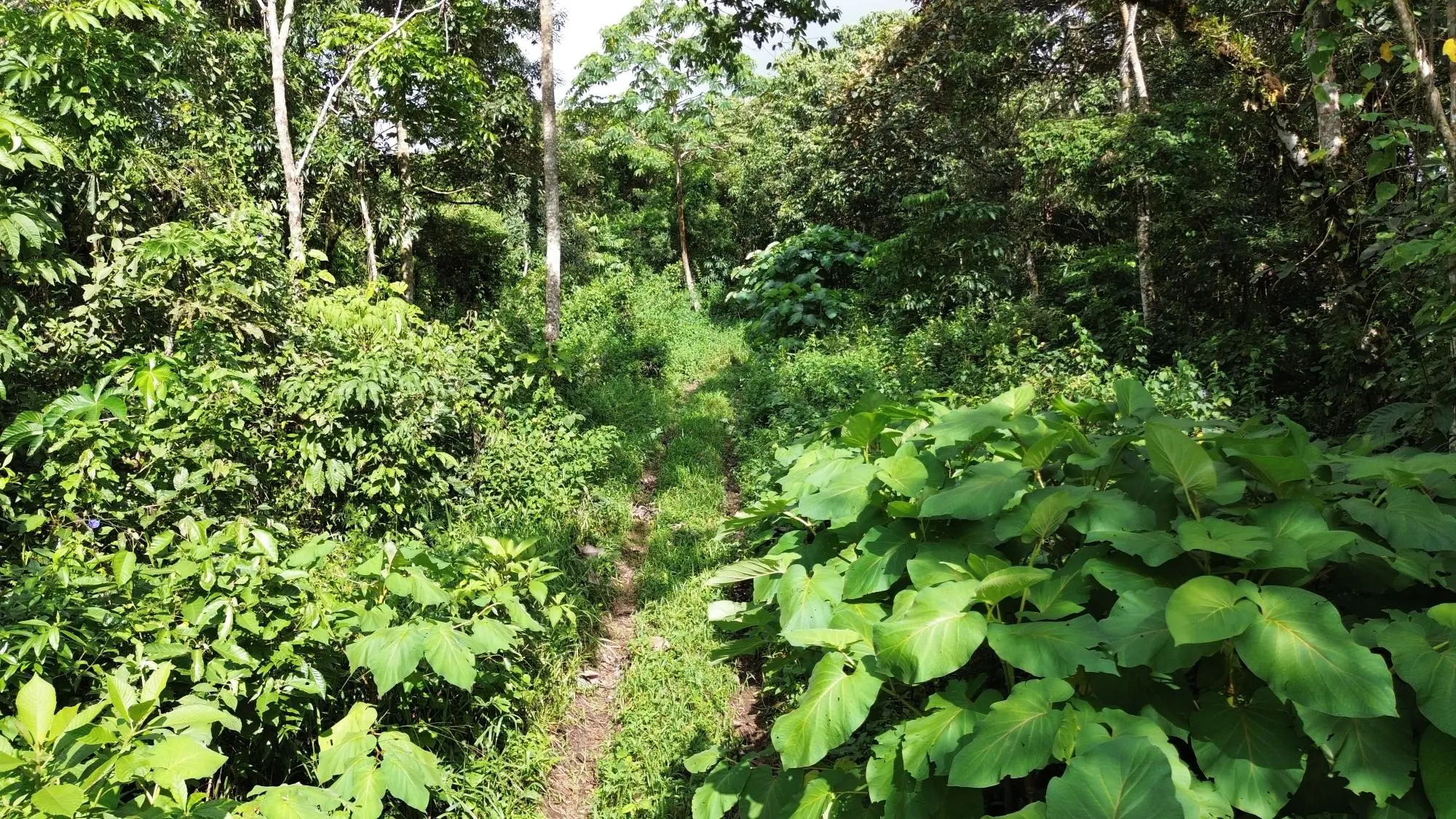 Potrerillos, Dolega, Chiriqui - Photo 124