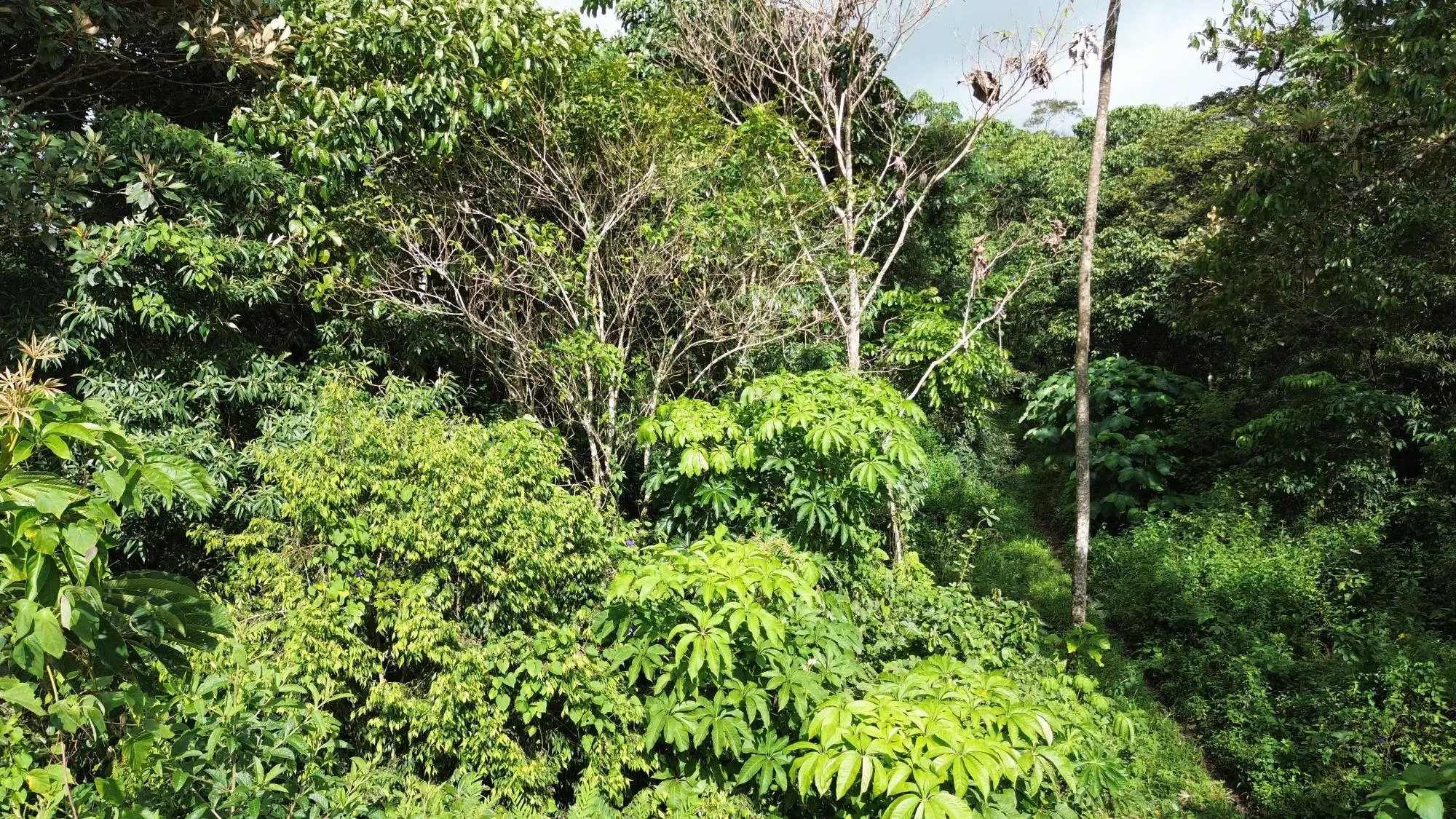 Potrerillos, Dolega, Chiriqui - Photo 119