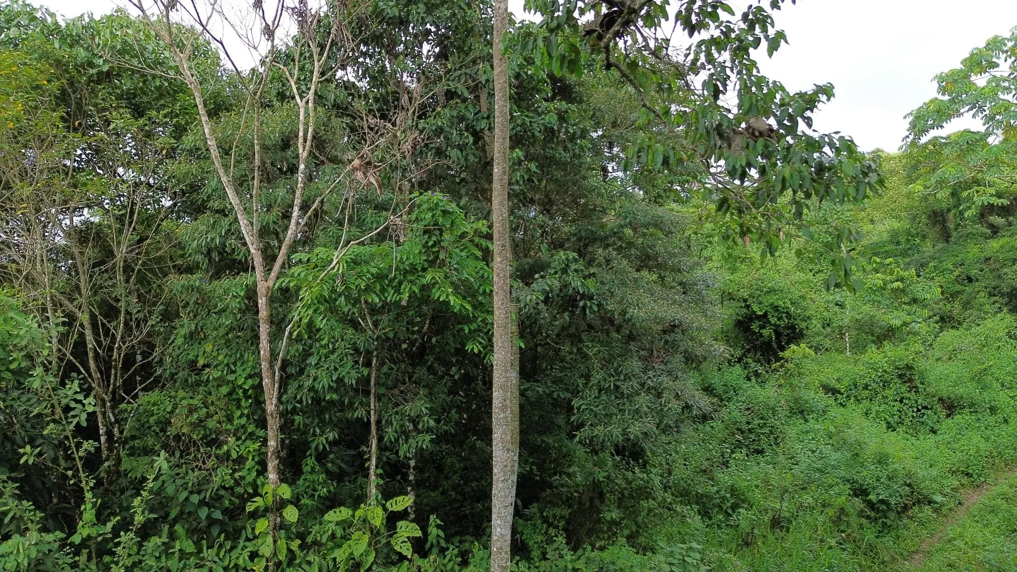 Potrerillos, Dolega, Chiriqui - Photo 159