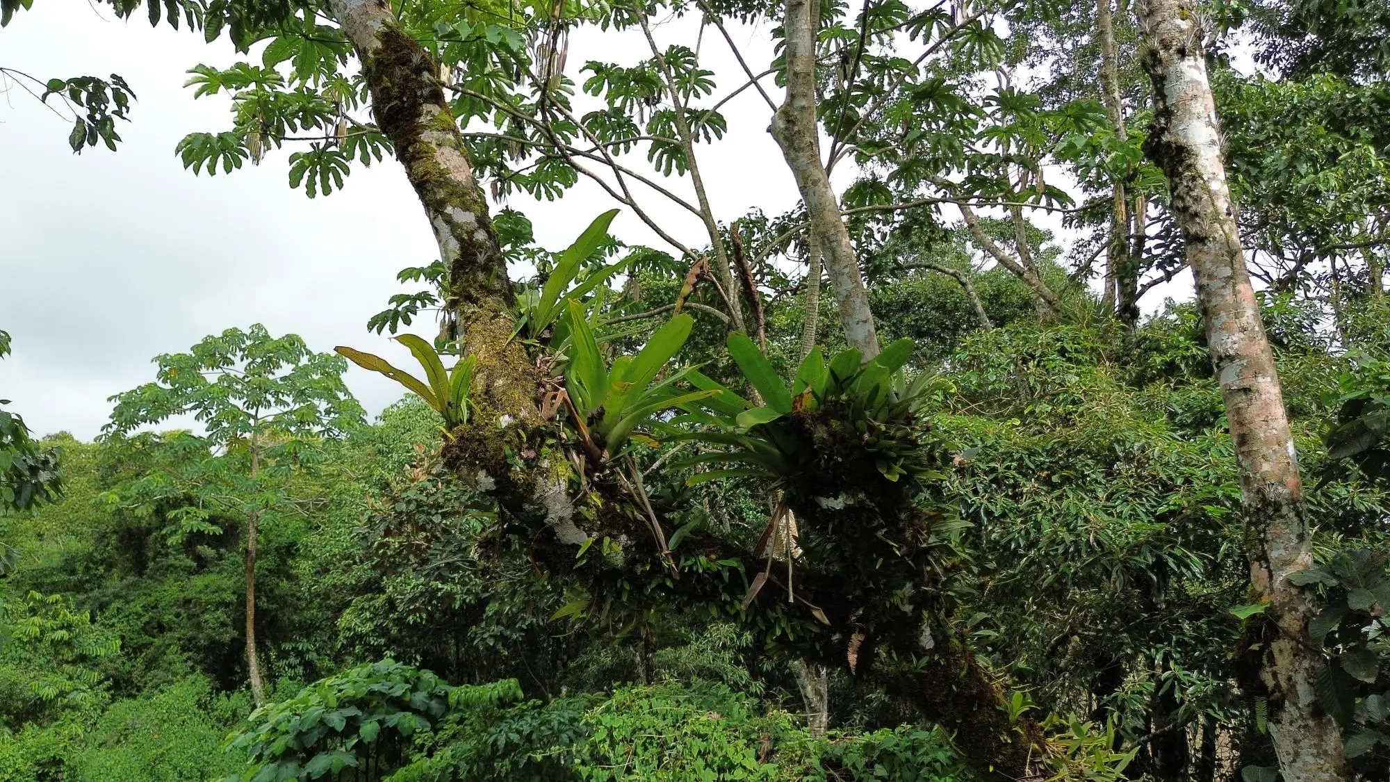 Potrerillos, Dolega, Chiriqui - Photo 137
