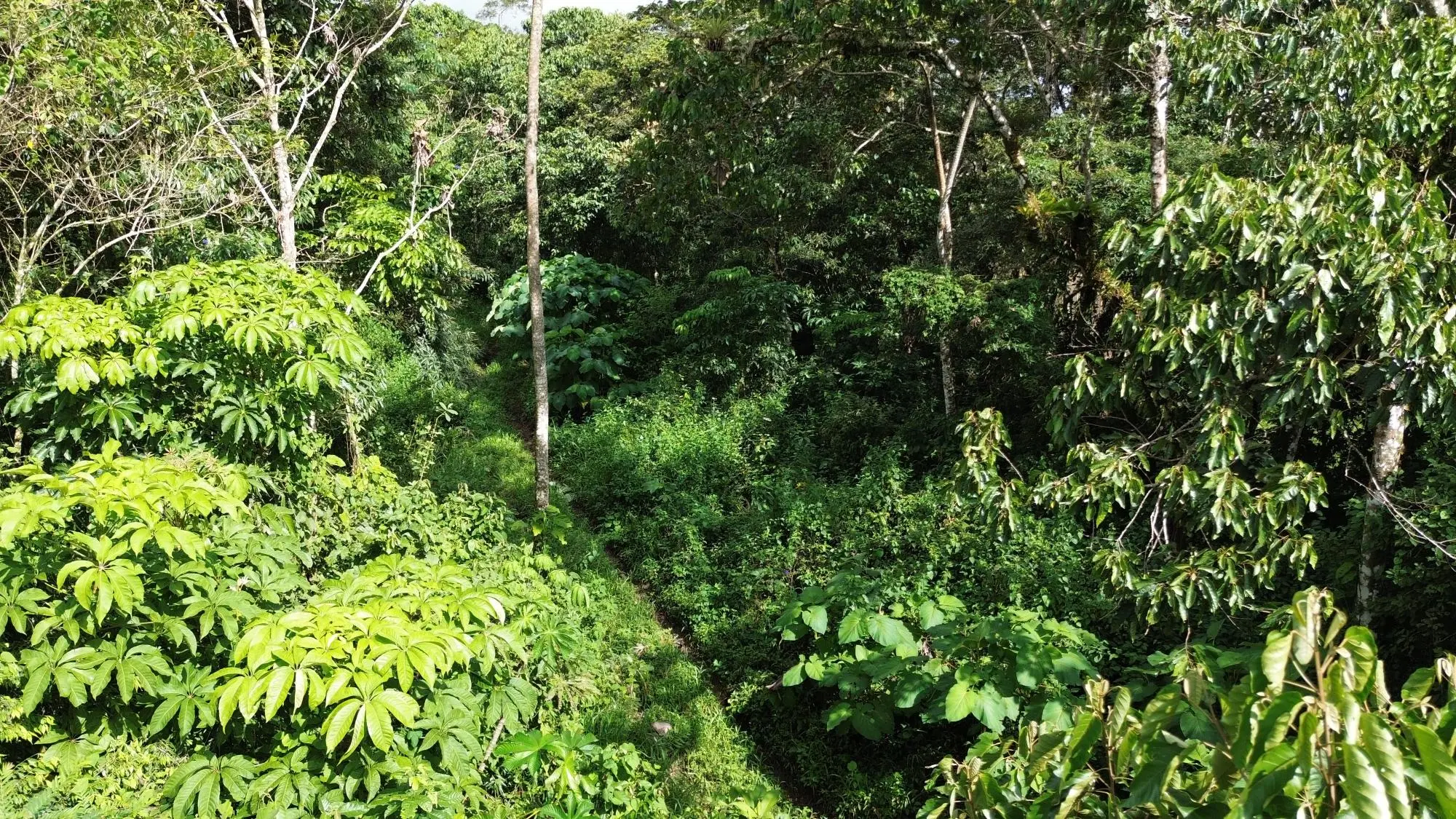 Potrerillos, Dolega, Chiriqui - Photo 116