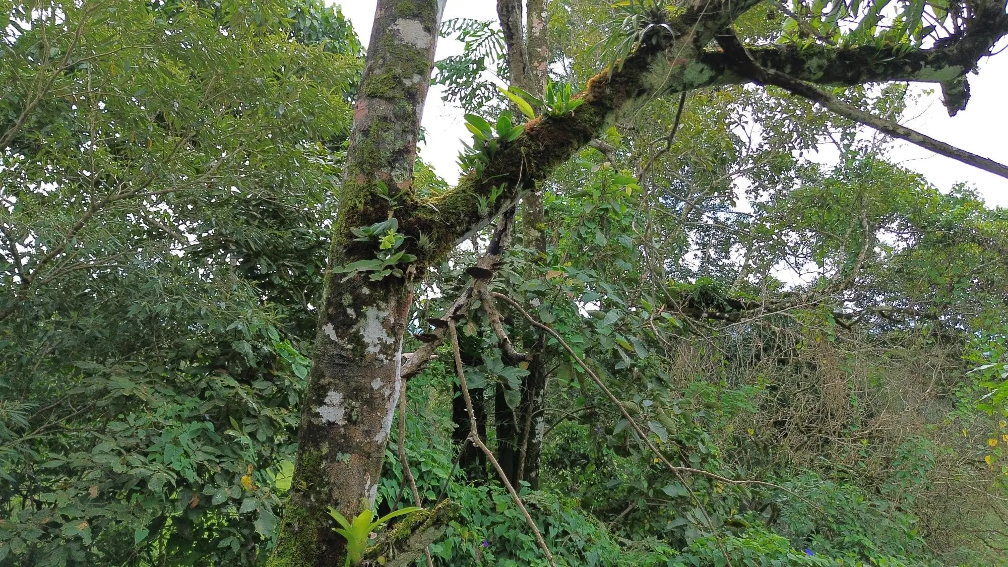 Potrerillos, Dolega, Chiriqui - Photo 148