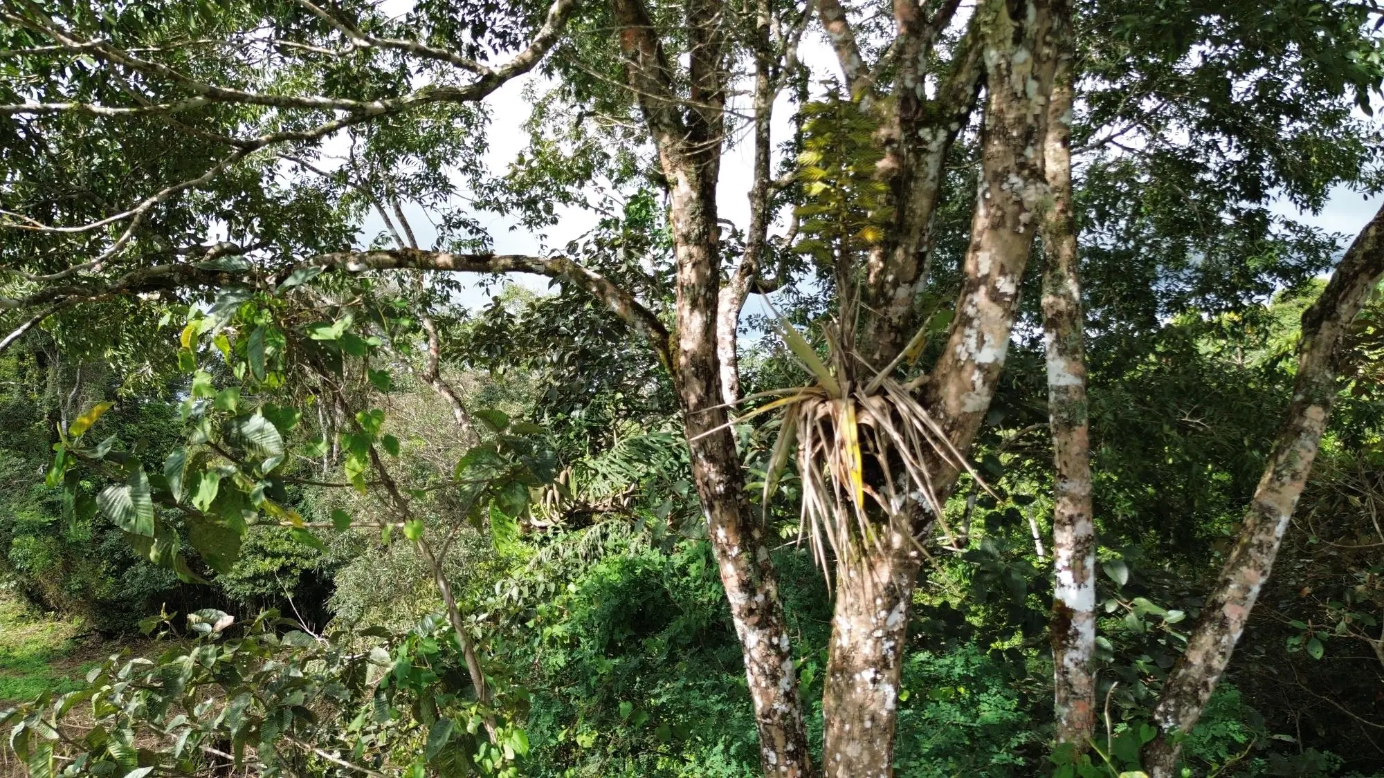 Potrerillos, Dolega, Chiriqui - Photo 99