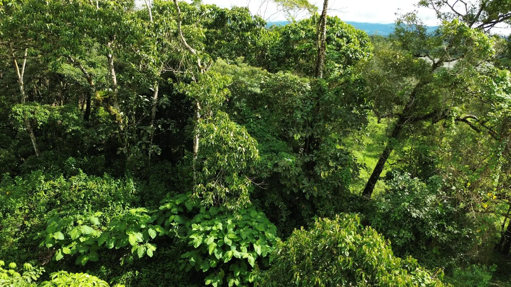 Potrerillos, Dolega, Chiriqui - Photo 109
