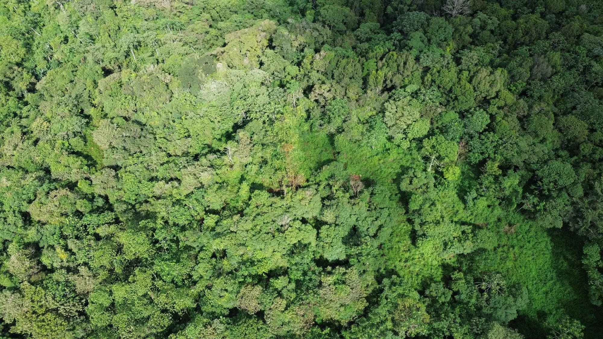 Potrerillos, Dolega, Chiriqui - Photo 42