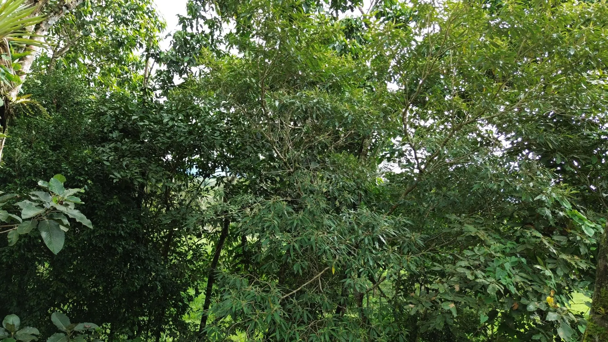 Potrerillos, Dolega, Chiriqui - Photo 146