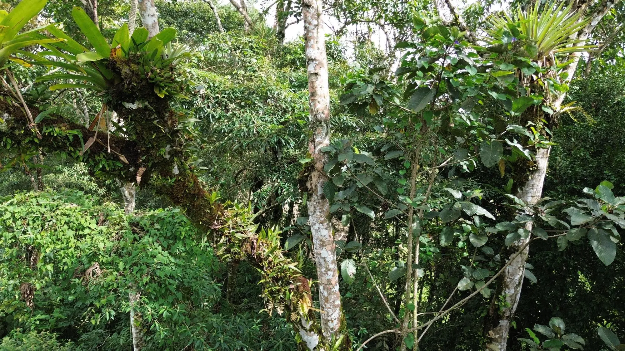 Potrerillos, Dolega, Chiriqui - Photo 140