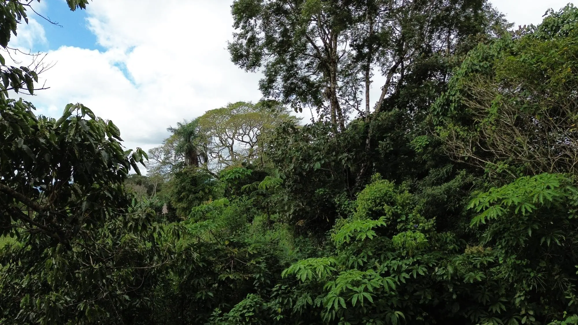 Potrerillos, Dolega, Chiriqui - Photo 153