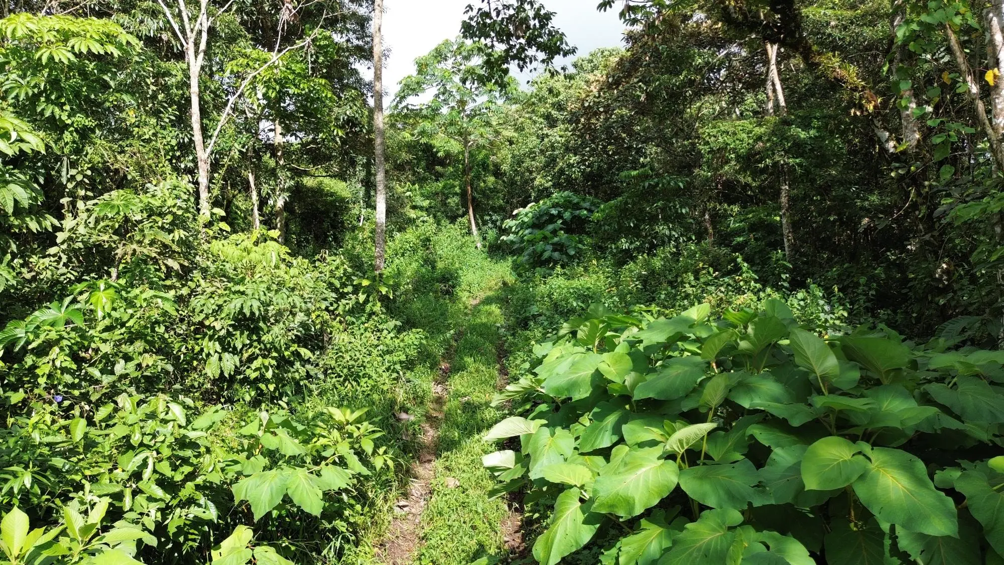 Potrerillos, Dolega, Chiriqui - Photo 129