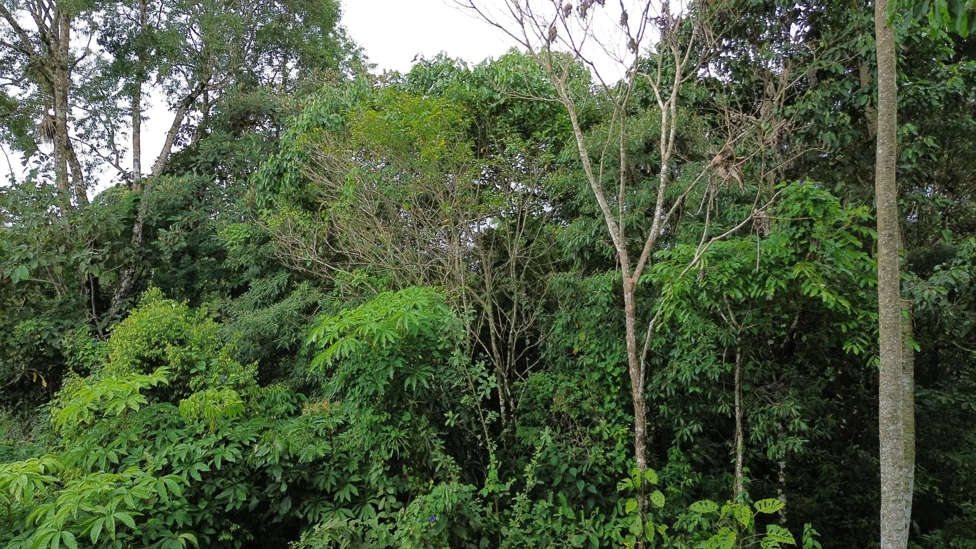 Potrerillos, Dolega, Chiriqui - Photo 155