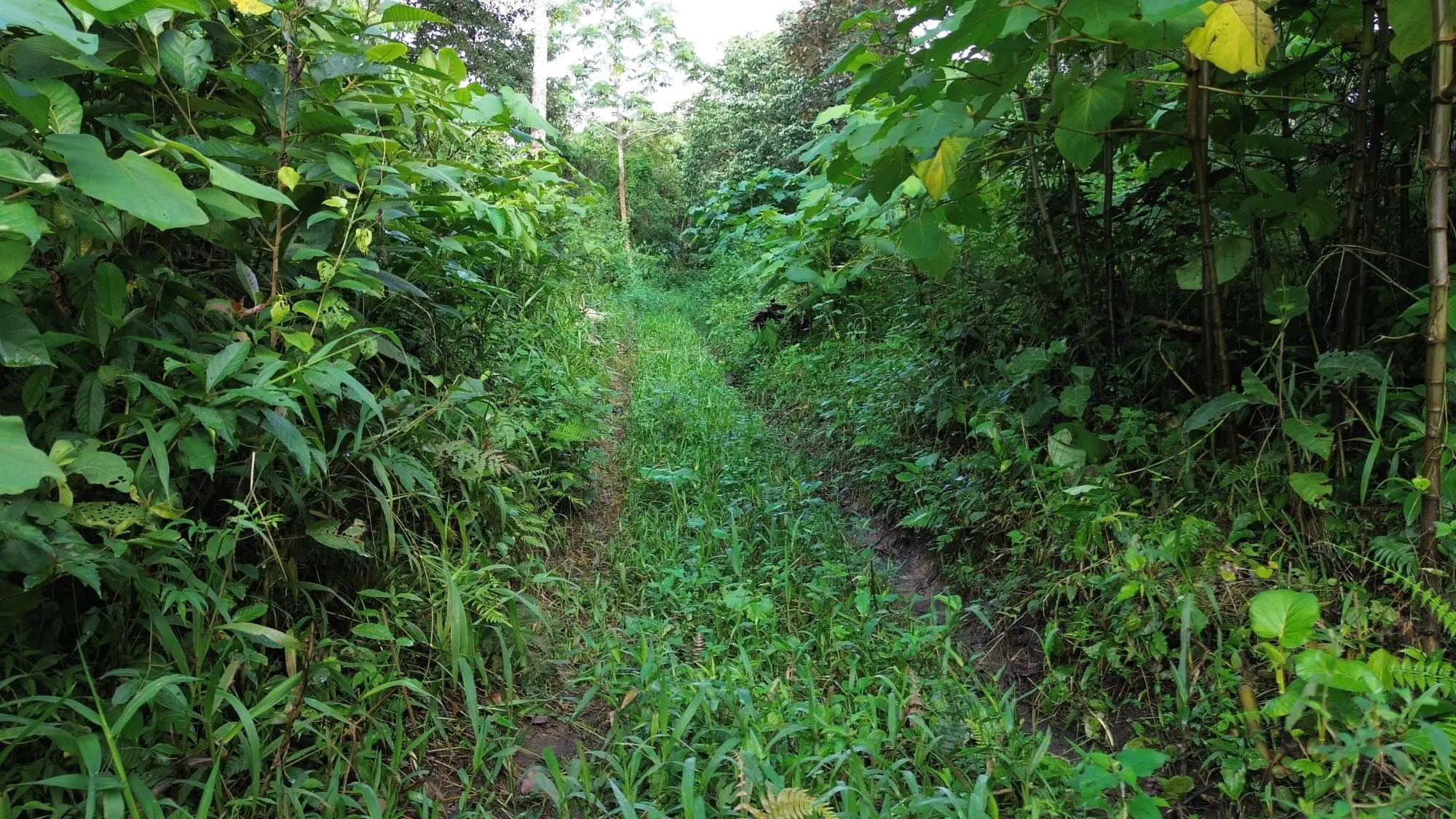 Potrerillos, Dolega, Chiriqui - Photo 2