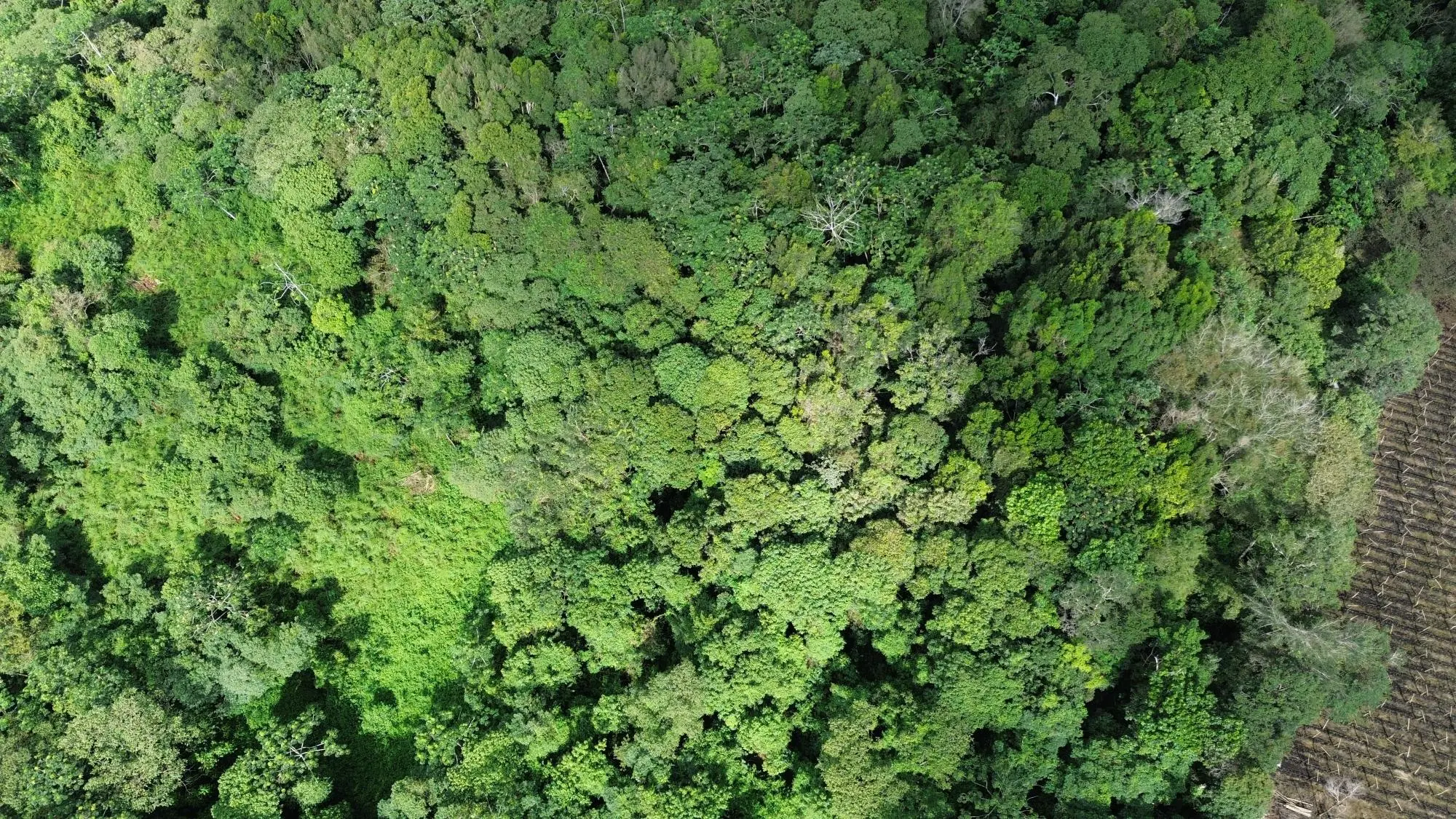 Potrerillos, Dolega, Chiriqui - Photo 58