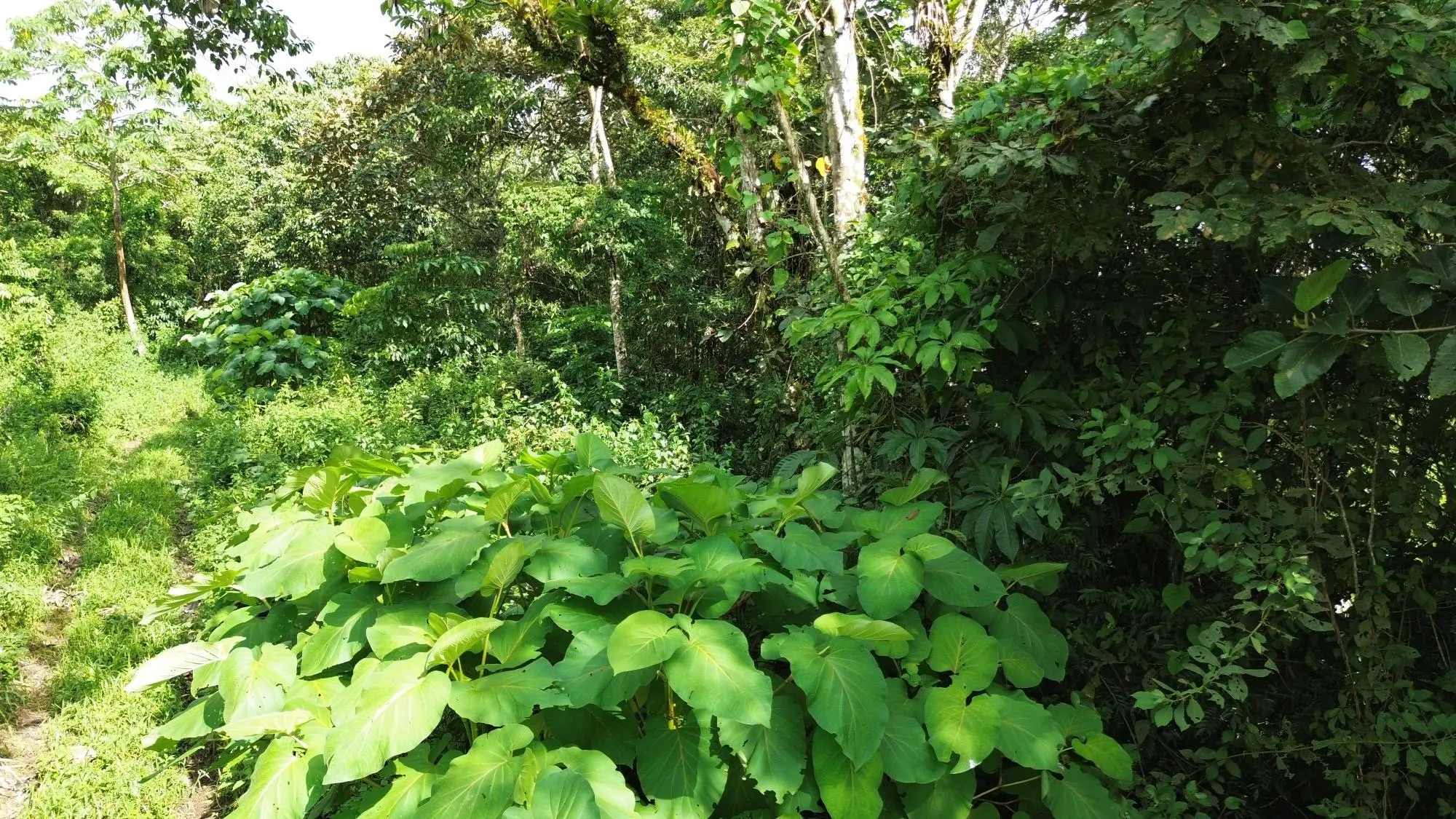 Potrerillos, Dolega, Chiriqui - Photo 133