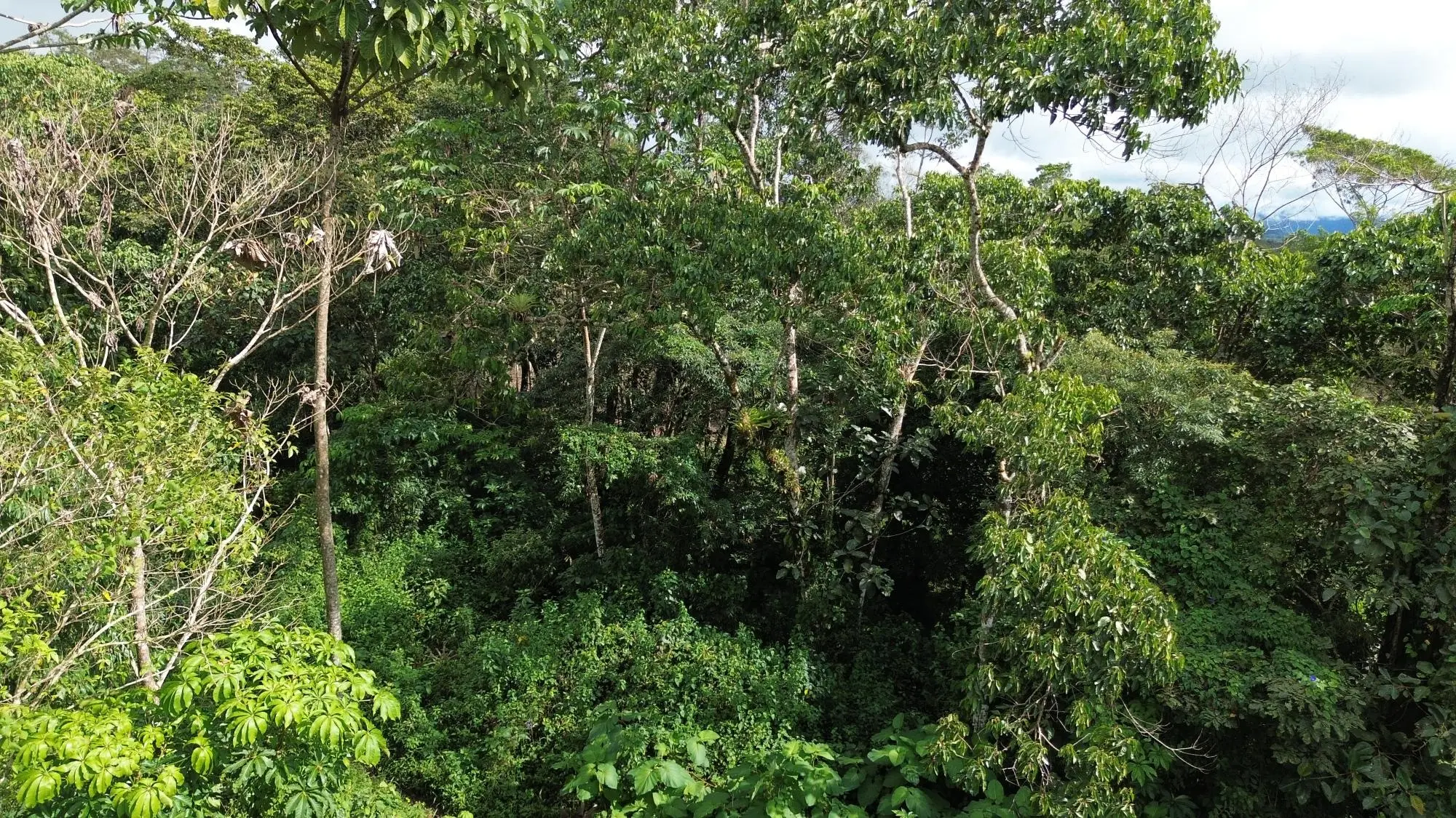 Potrerillos, Dolega, Chiriqui - Photo 113