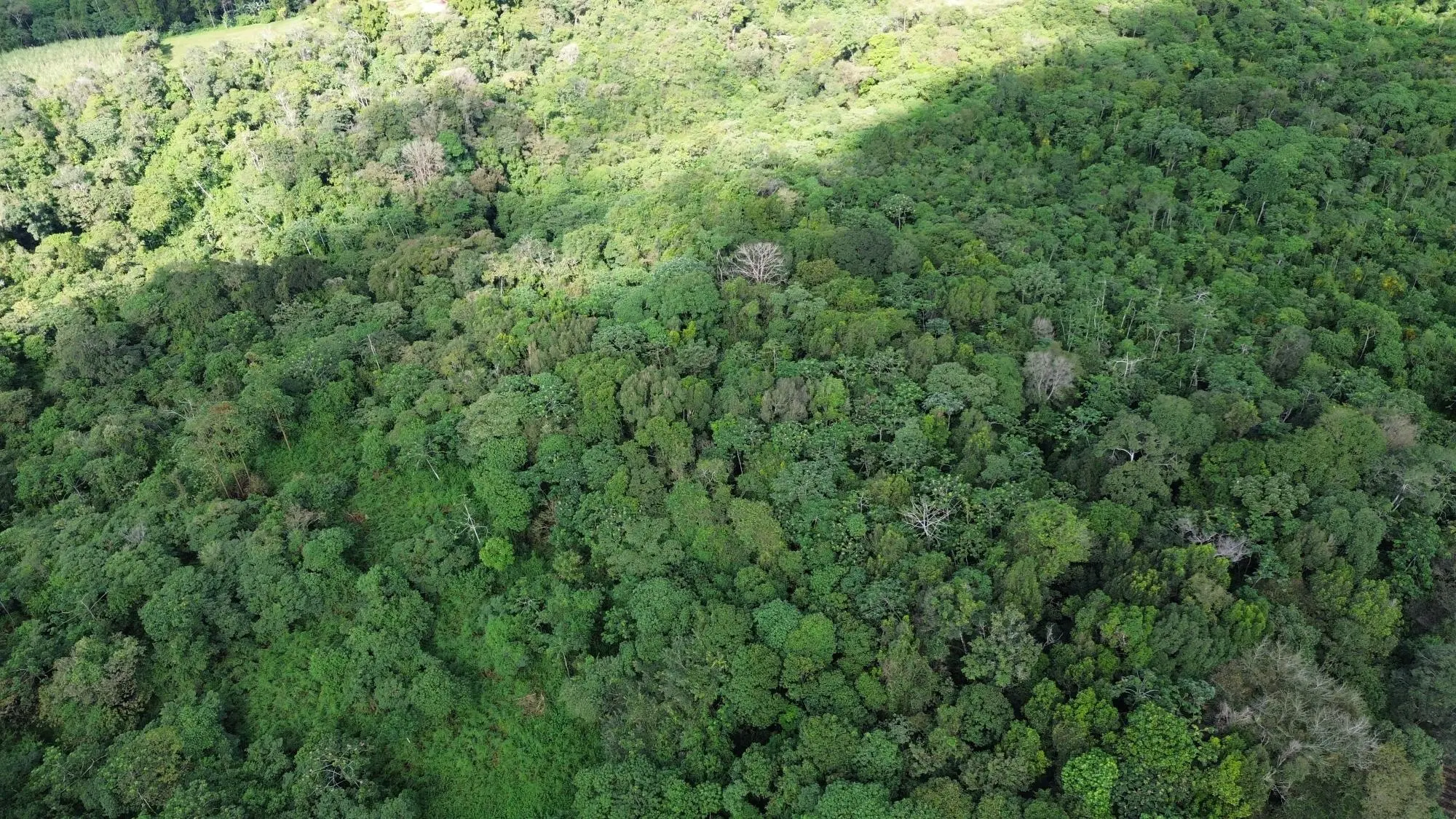 Potrerillos, Dolega, Chiriqui - Photo 4