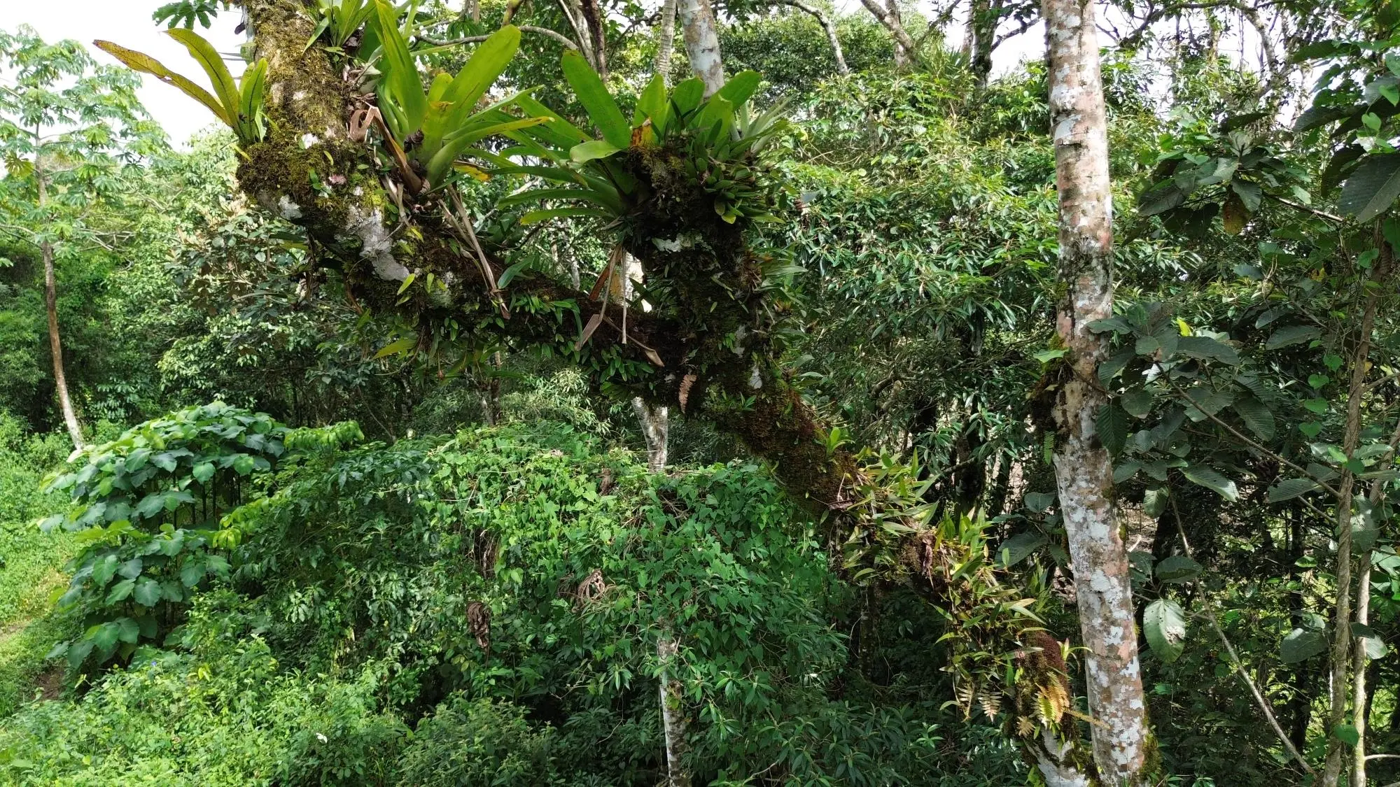 Potrerillos, Dolega, Chiriqui - Photo 142