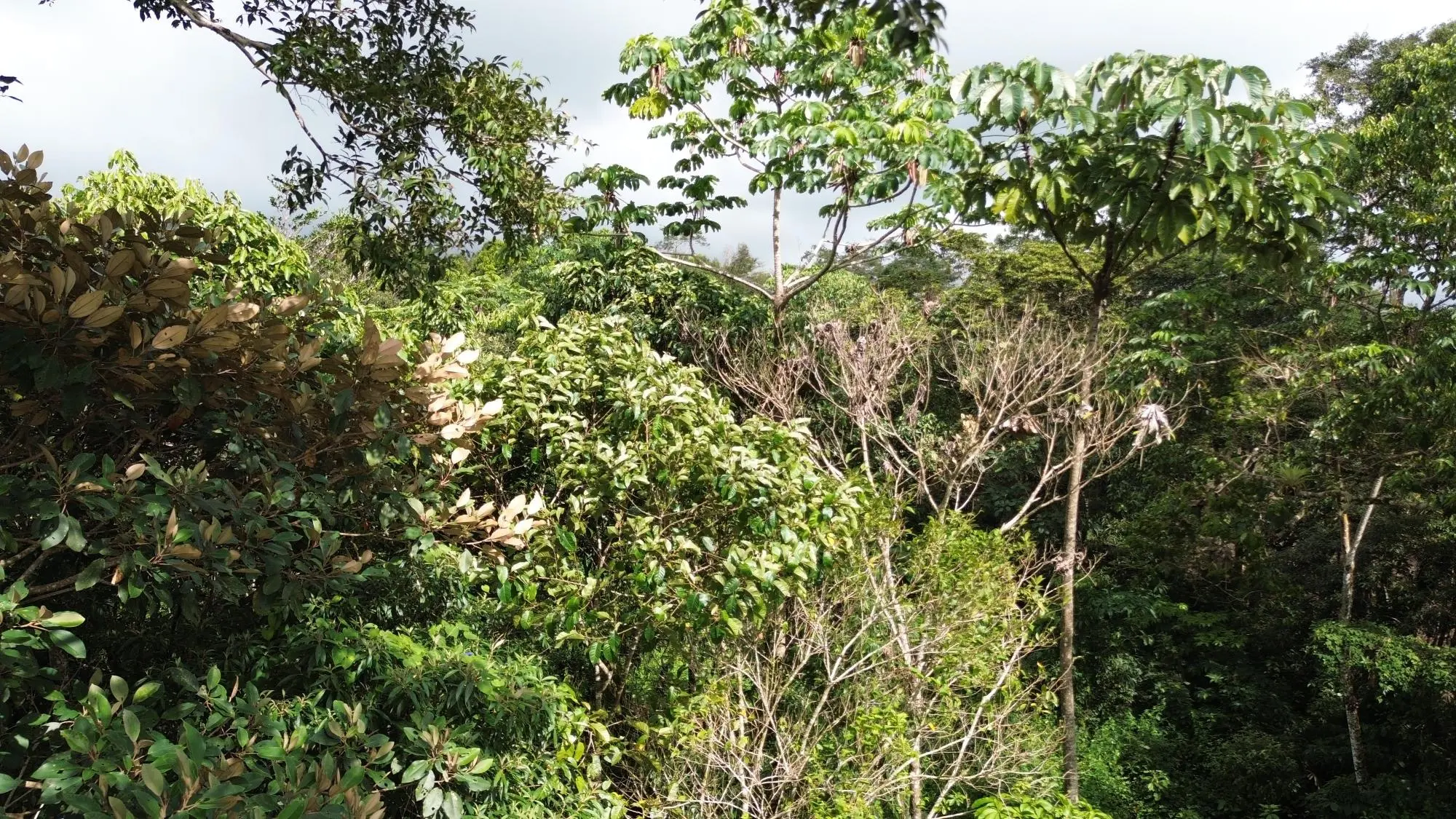 Potrerillos, Dolega, Chiriqui - Photo 101