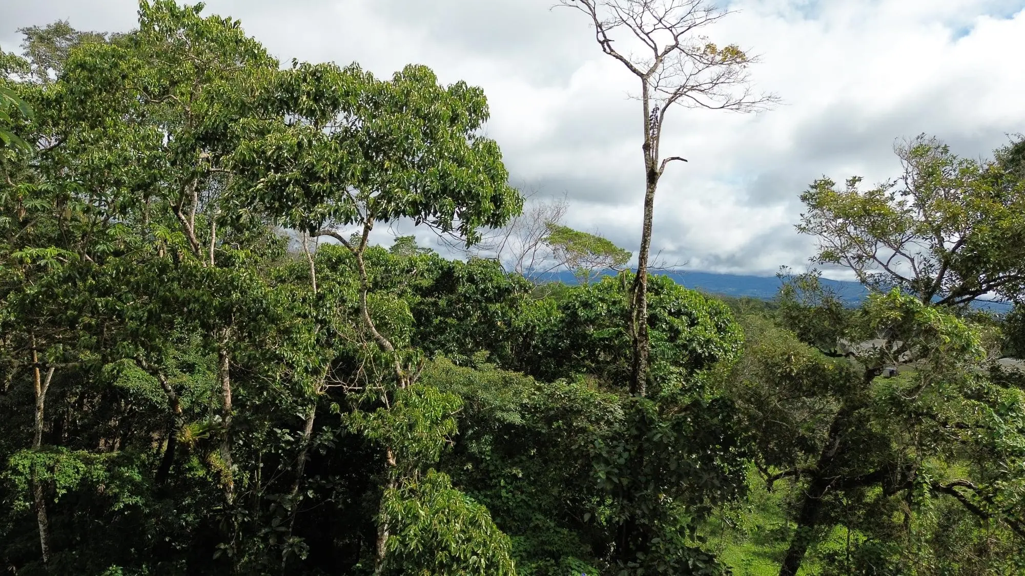 Potrerillos, Dolega, Chiriqui - Photo 106