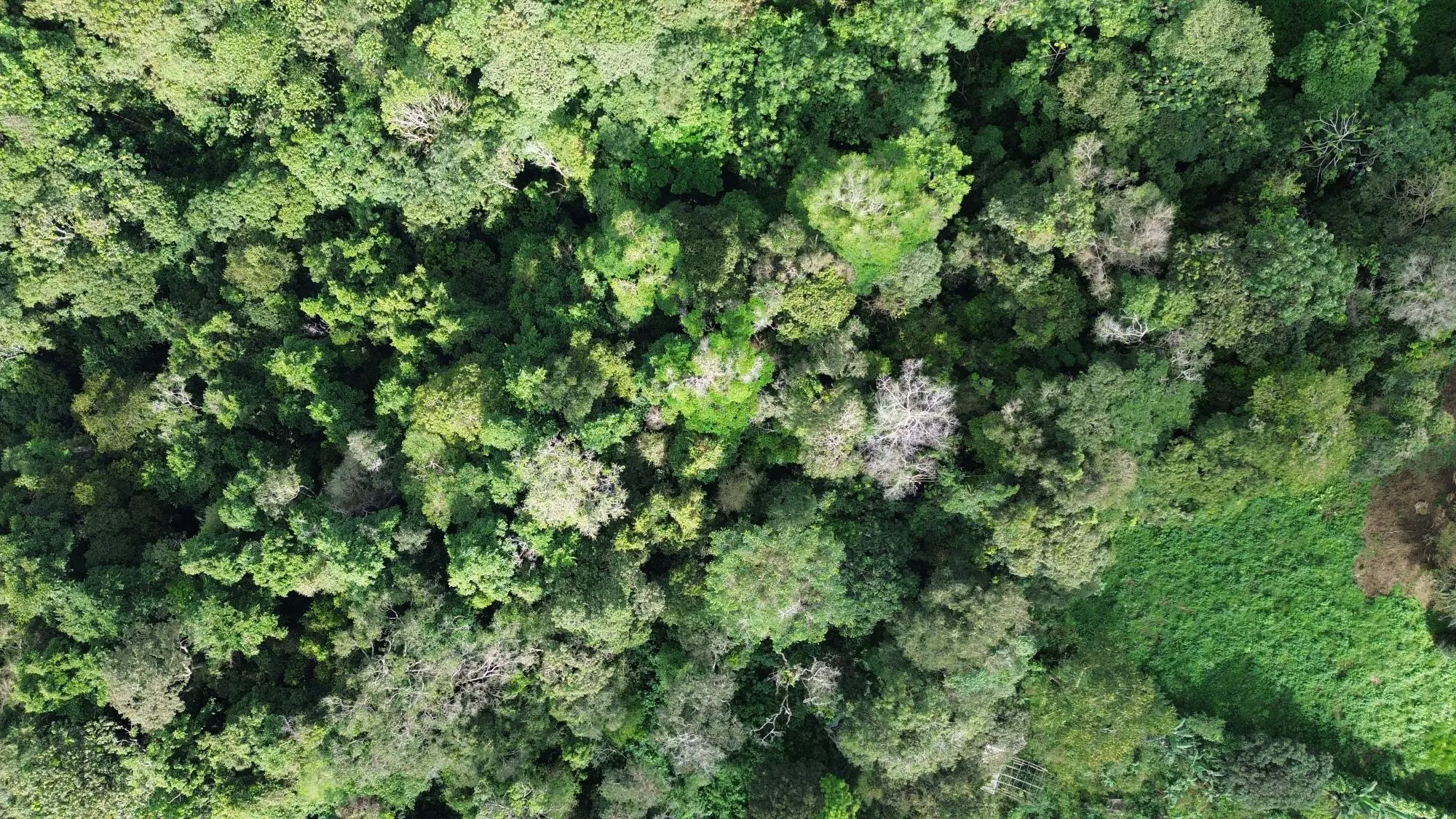 Potrerillos, Dolega, Chiriqui - Photo 38